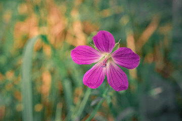 wild flowers