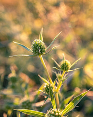 wild flowers