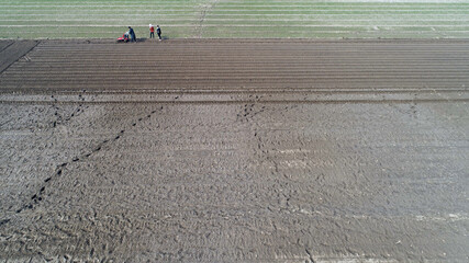 Wall Mural - Farmers operate trenchers to dig ditches to plant ginger on a farm in North China