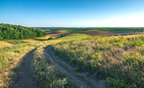 Fototapeta Kwiaty - Summer sunset among fields