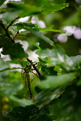 Poster - Green big dragonfly on a twig under the leaves after the rain.