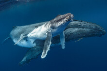 Female Humpback Whale With Calf 