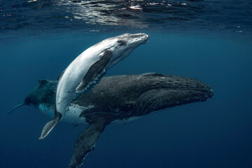 Wall Mural - Female humpback whale with calf 