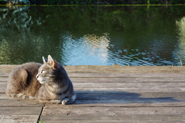 cat by the river