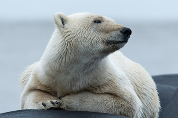 Wall Mural - polar bear laying 2