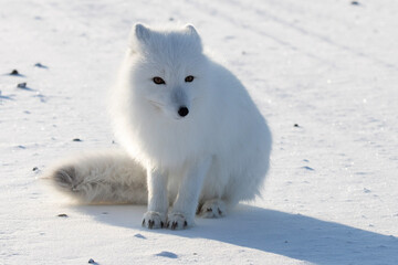 Wall Mural - arctic fox 3