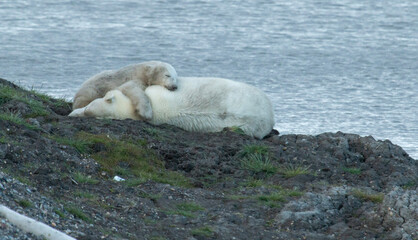 Wall Mural - polar bear cuddles