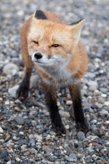Wall Mural - red fox in the wild