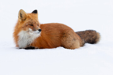 Wall Mural - red fox laying snow