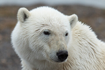 Wall Mural - polar bear close look side