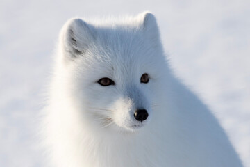 Wall Mural - arctic fox