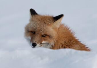 Wall Mural - red fox in snow