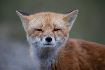 Wall Mural - red fox vulpes