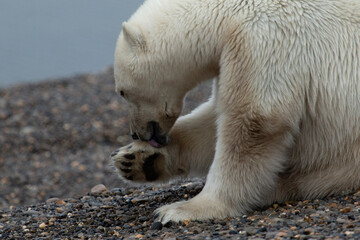 Wall Mural - polar bear paw lick