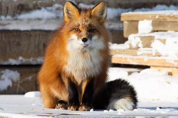 Wall Mural - red fox pose