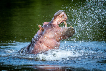 Wall Mural - Hippo displaying in a water dam.