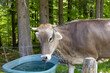 Kuh in Nahaufnahme beim Trinken mit Hörnern