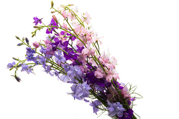 Wall Mural - perennial delphinium flowers isolated