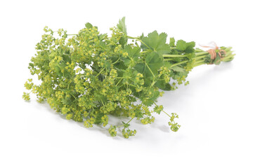 Wall Mural - Lady's Mantle leaves isolated on white background. Herbal tea. (Alchemilla mollis)