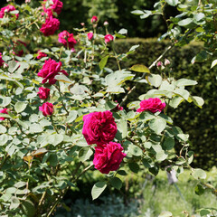 Canvas Print - (Rosa bifera) Rosa 'Hugh Dickson'. Blühfreudige Rose mit samtig karminroten die sich becherförmig bis schalenförmig öffnen