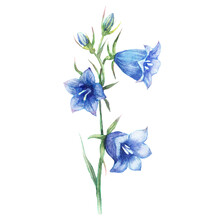 Watercolor Illustration Of Blue Bells On A White Background. Floral Design For Cosmetics, Perfumes, Women's Products, Spring Or Summer Banner And Textile. Bellflower, Campanula.