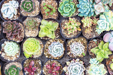 Canvas Print - Many small multicolored succulents in pots close-up top view.