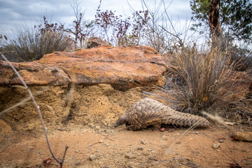 ground pangolin crawling in the bush.