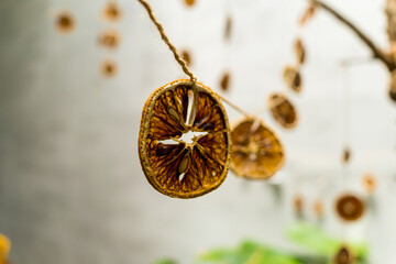 Decoration: Dried slices of orange decoration hanging on tree branch. Diy ideas for children. Environment, recycle and zero waste concept. Selective focus