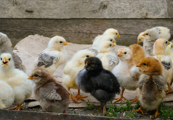 Cute little chickens on the farm.