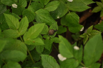 Snail on leaves in the forest