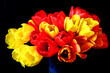 Czerwone i żółte tulipany na czarnym tle