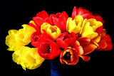 Fototapeta Tulipany - Czerwone i żółte tulipany na czarnym tle