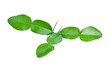 © akepong srichaichana - Kaffir lime leaf isolated on white background