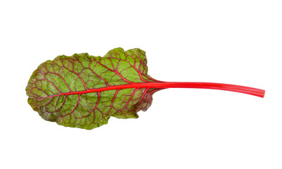 Wall Mural - rhubarb isolated on white background