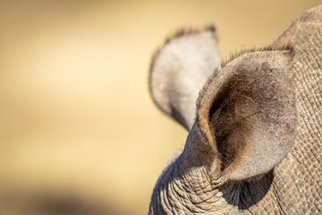 Wall Mural - Close up of a White rhino ear.