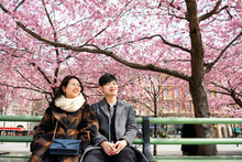Couple Sitting On Bench Under Cherry Blossom
