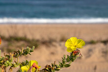 Yellow Flowers Beach Evening Primrose Closeup On The Background Of The Sea