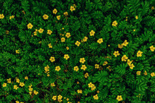 Small Yellow Wildflowers On Contrasting Green Grass Background