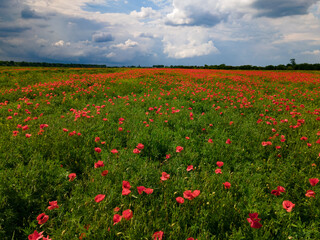 Poster - Beautiful poppy field.