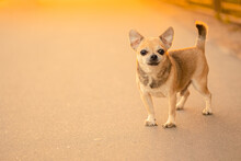 A Small Toy Dog Male ​​of Mixed Breed, Light Brown Color Standing On The Asphalt Path In The Street In The Warm Light Of Sun. Walking Happy Pet Concept