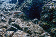 Comber Fish (Serranus cabrilla) Underwater Scene