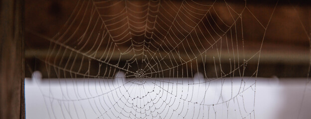 traditional concentric spider web on the background of a wooden fence.