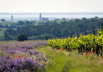 City of Rust on lake Neusiedl with vineyards and flower meadow in front in spring