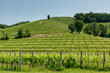 Scenic Vineyard landscape on hills in the north east Italy.