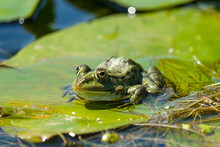 Marsh Frog - Broasca Mare De Lac - Pelophylax Ridibundus