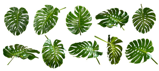Wall Mural - Vibrant Green Mostera Plant Leaves Against A White Background,clipping path inclu