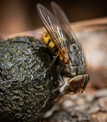 macro of a fly on dung
