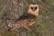 Tyto alba Płomykówka Barn owl
