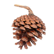 Pine Cones Isolated On White Background With Clipping Path.
