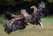 Haliaeetus albicilla, Bielik, White-tailed eagle